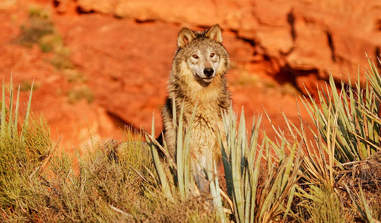 Tucson Attraction