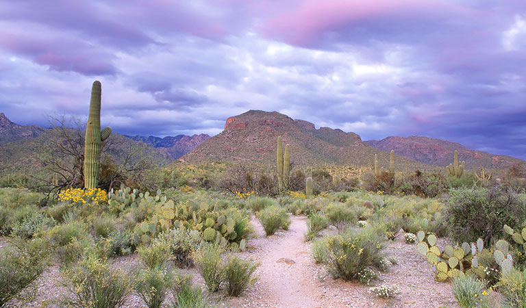 Sabino Canyon at Arizona