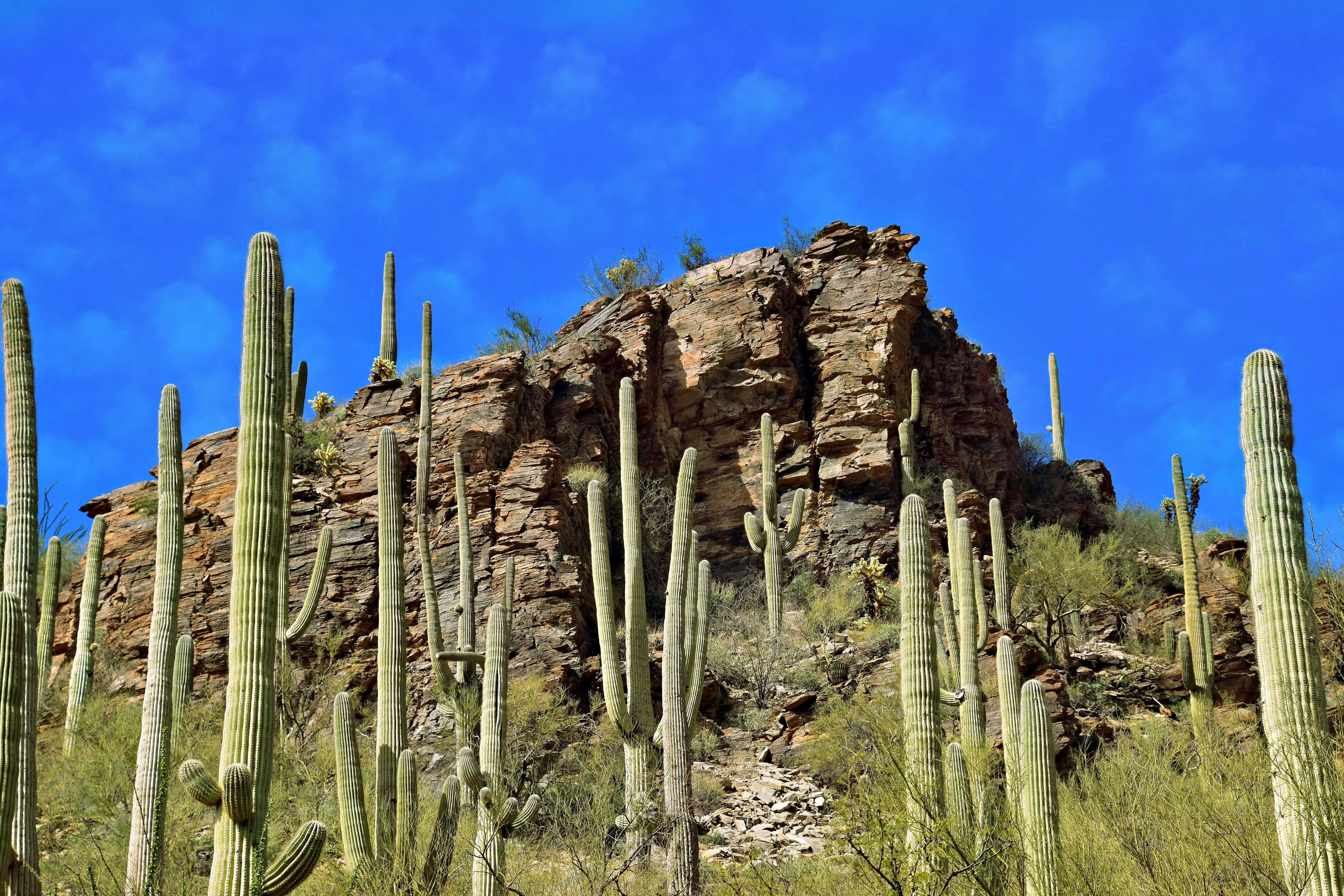 Things to Do in Tucson | Explore Tucson from Arizona Inn