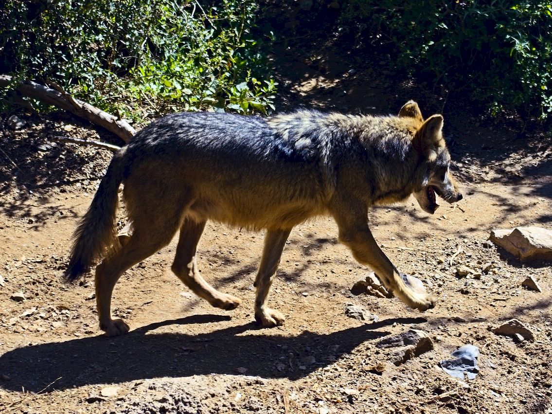 A wolf-like canine walks on a dirt path in a sunny, forested area with rocks and shadows.
