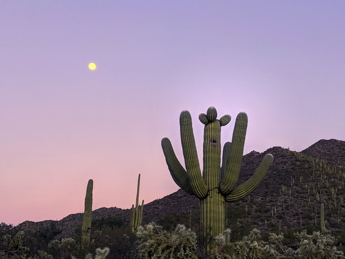 Desert landscape at dusk with a tall cactus in the foreground, soft purple-pink sky, and a bright moon rising above distant hills.